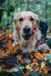 Portrait of dog with dry leaves