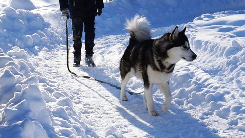 Low section of person with siberian husky on snow covered field