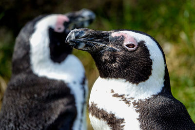 Close-up of penguins