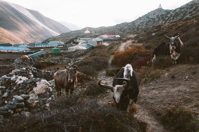 Cows on field