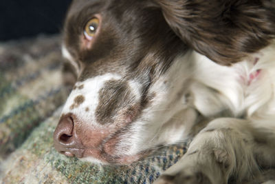 Close-up of dog lying down