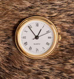 Close-up of clock on fur