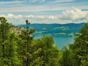 Scenic view of forest against sky