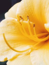 Close-up of day lily blooming outdoors