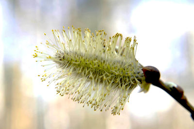 Close-up of flowering plant
