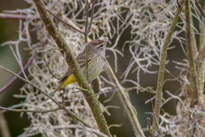 Close-up of bird perching on branch