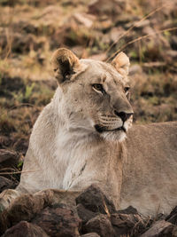Close-up of lion relaxing outdoors