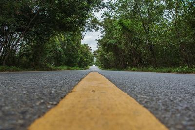 Surface level of road amidst trees