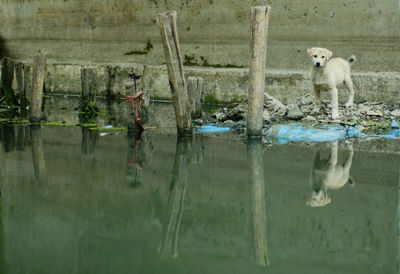 Dog standing by lake