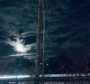 Low angle view of tree against sky at night