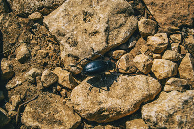 High angle view of insect on rock