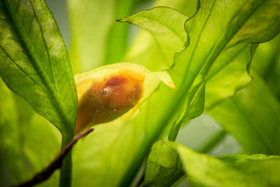 Close-up of fresh green leaf