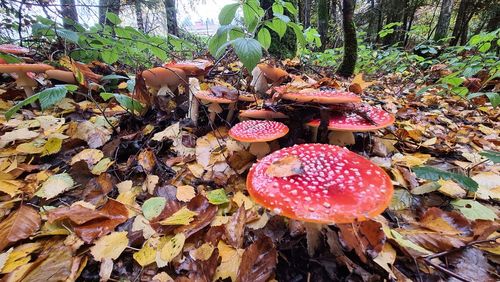 Close-up of fly agaric mushroom on field