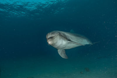 Close-up of dolphin swimming undersea