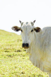 animal