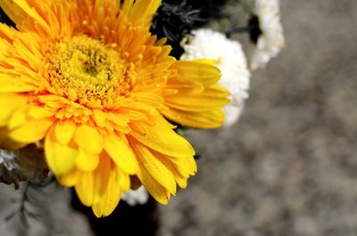 Close-up of yellow flower blooming outdoors