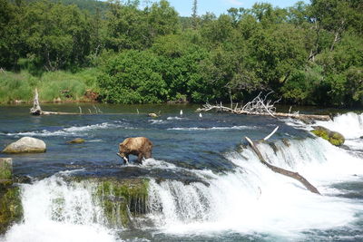 View of sheep on riverbank