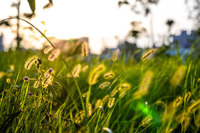 Close-up of wheat growing on field