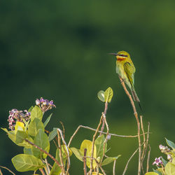 Close-up of bird perching on plant