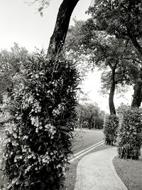 Trees growing by road against sky