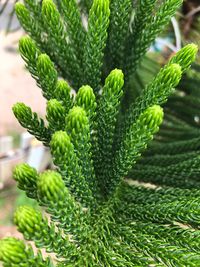 Close-up of fern leaves