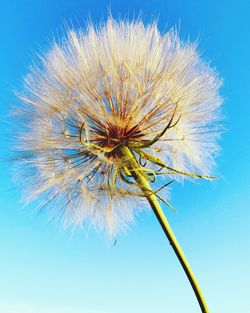 Low angle view of dandelion against blue sky