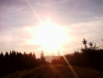 Sun shining through trees on field