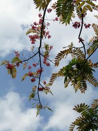 Low angle view of flower tree against cloudy sky