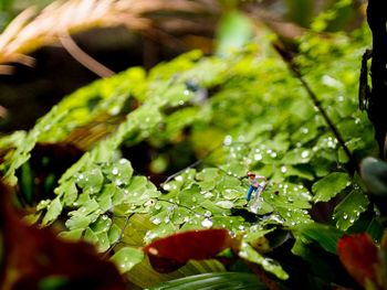 Close-up of wet plants