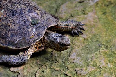 Close-up of turtle on rock