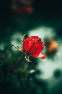 Close-up of red rose against blurred background