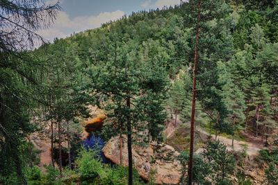 Scenic view of forest
