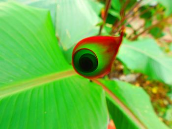 Close-up of flower growing outdoors
