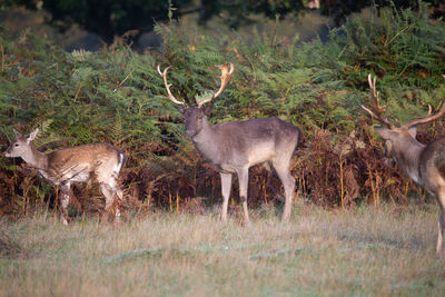 Deer standing in a field