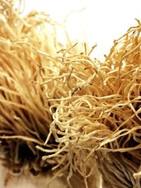 Close-up of wheat plant