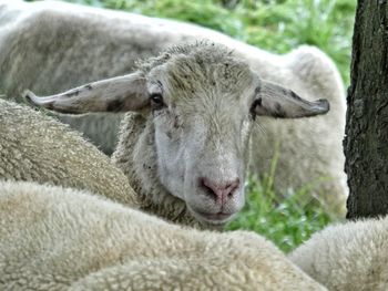 Close-up portrait of sheep