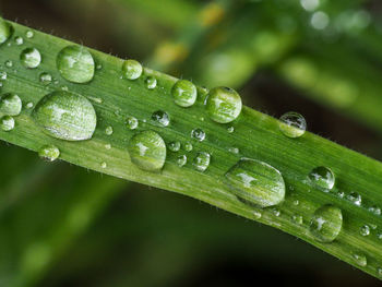 Close-up of raindrops on leaf
