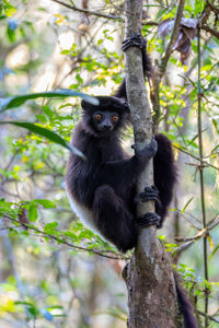 Close-up of monkey