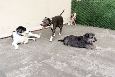 High angle view of dogs playing