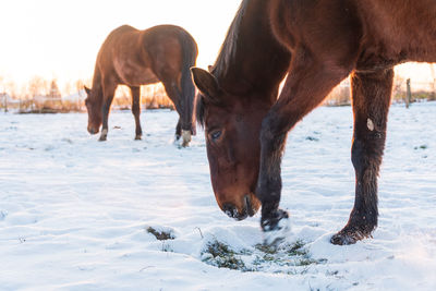 Horses grazing in a meadow, looking for grass covered with snow. winter scenery by the setting sun.