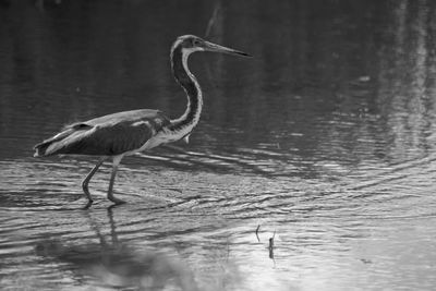 Side view of a bird in a lake