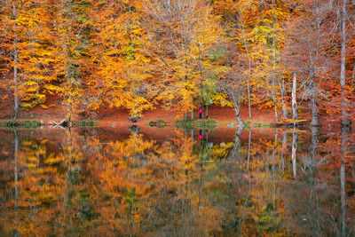 Scenic view of lake in forest during autumn