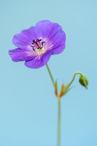 Close-up of purple flowering plant against blue sky