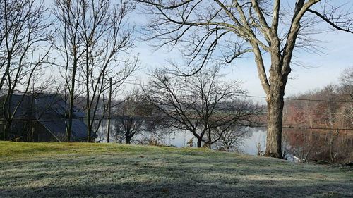 Bare trees on grassy field