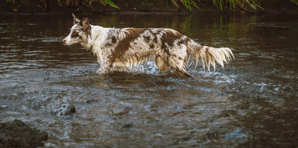 Dog swimming in lake