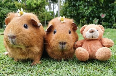 Close-up of guinea pigs and stuffed toy on field