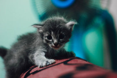 Close-up portrait of kitten at home