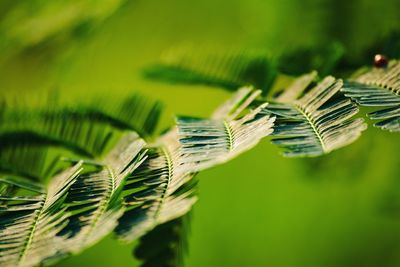 Close-up of fresh green leaf