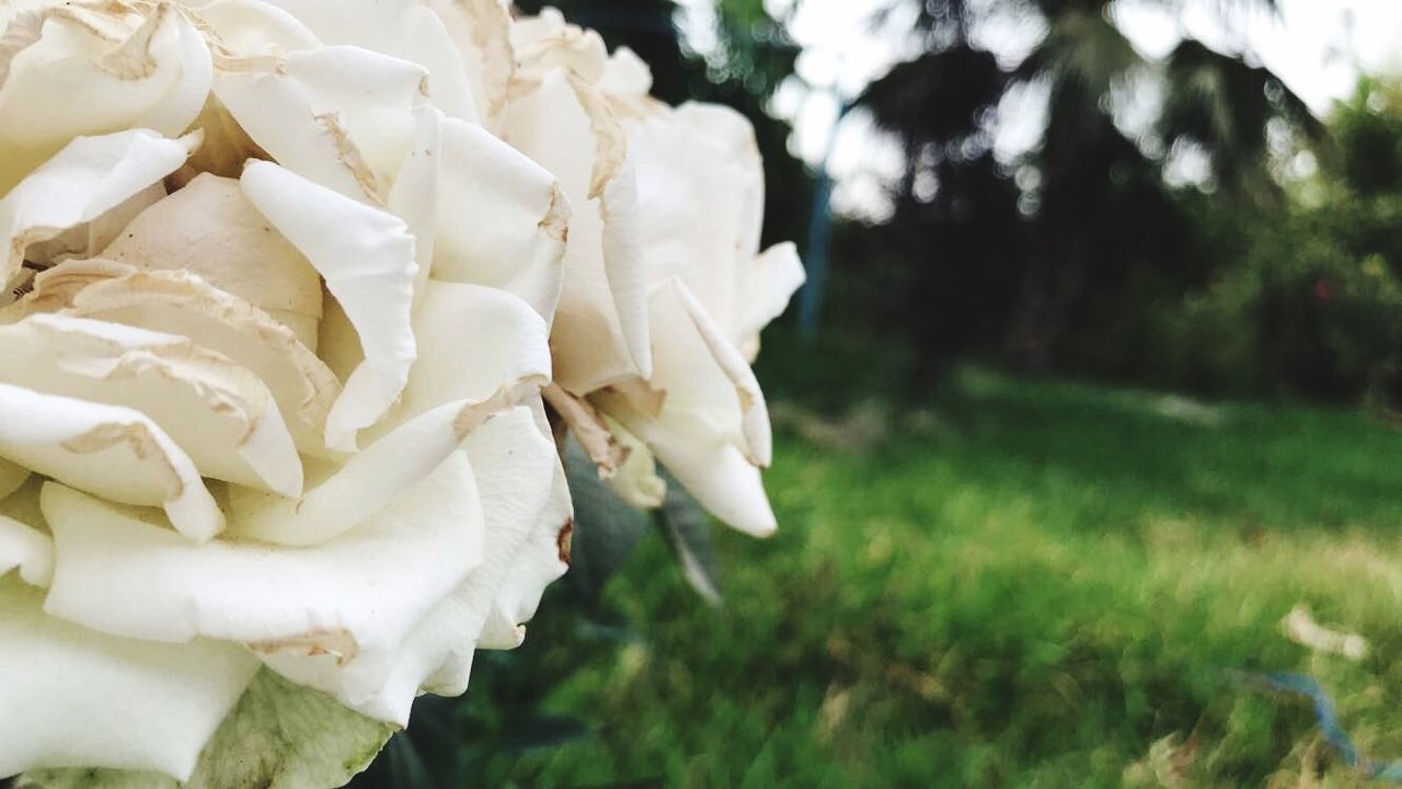 plant, focus on foreground, close-up, white color, freshness, nature, beauty in nature, no people, flowering plant, day, flower, field, rose, vulnerability, land, grass, growth, fragility, rose - flower, petal, flower head, temptation