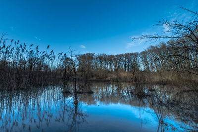Reflection of bare trees in lake against blue sky
